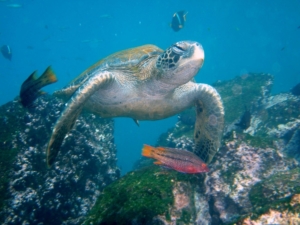 Galapagos Sea Turtle