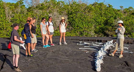 Columbus Ecuador is a Quito-based destination management company (DMC) specializing in tailor-made tours across Ecuador, the Galápagos Islands, and Peru. They design customized travel experiences that combine Galápagos cruises, nature and eco-tours, and cultural journeys, offering different service levels (luxury, first class, mid-range, and budget). Tailor-made travel / customized tours / Galápagos cruises / Eco-tours / nature experiences / Cultural trips to Peru (Machu Picchu, Sacred Valley) / Local destination experts / Personalized service and full travel support / Wide range of accommodation options / Columbus Travel