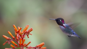 MINDO + OTAVALO + PAPALLACTA2 hummingbird flying