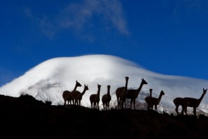 chimborazo-iti chimborazo and llamas