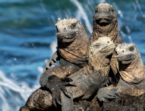 9 Nights Island Hopping Program
