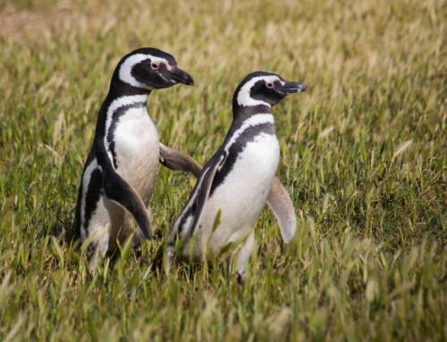 9 Nights Patagonian Expedition