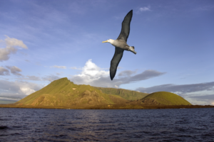 black browed albatross galapagos islands - How to Plan the Perfect Ecuador & Galapagos Itinerary?