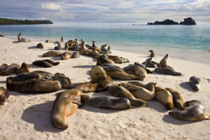 galapagos sea lions espanola galapagos islands - How to Plan the Perfect Ecuador & Galapagos Itinerary?