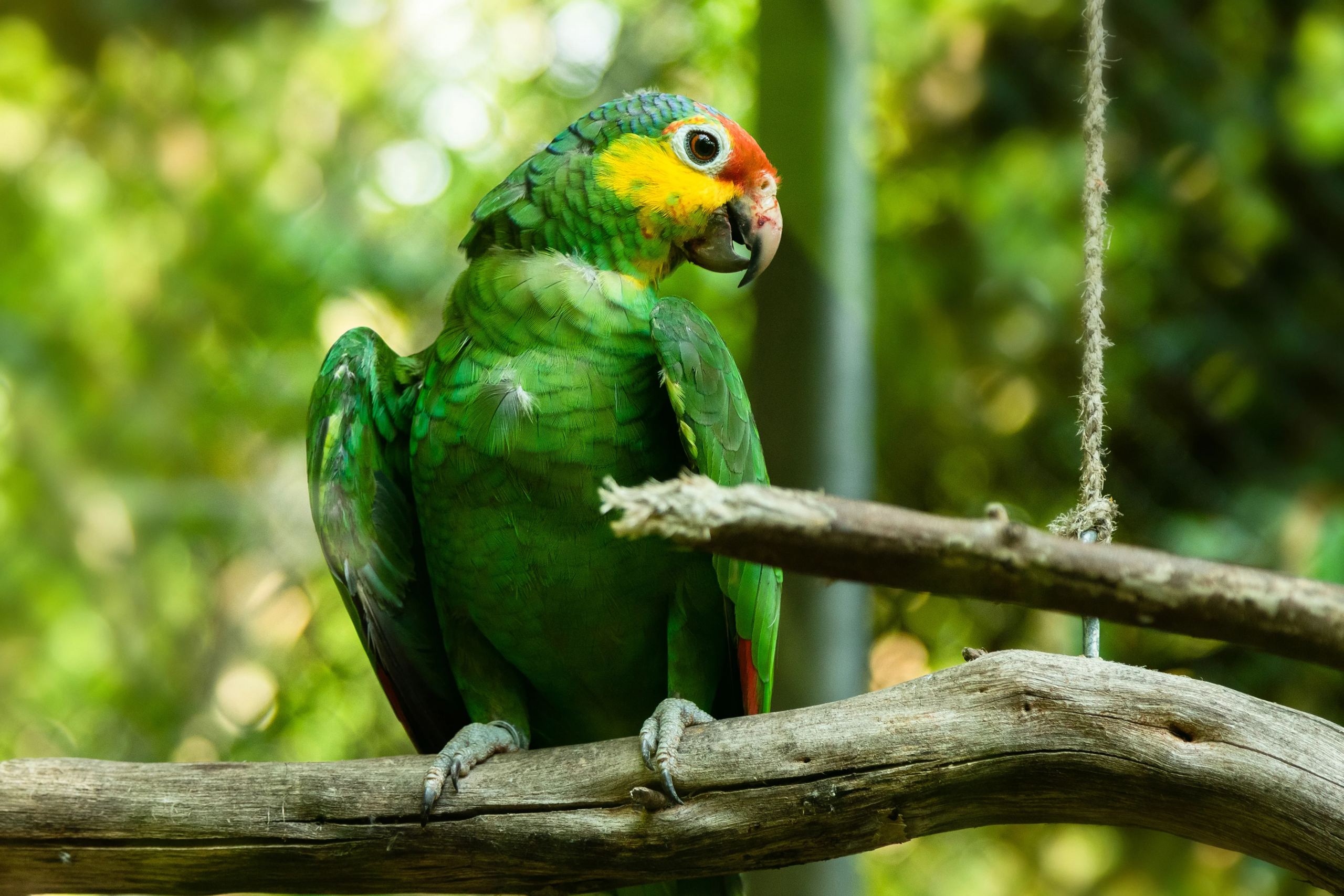 red lored amazon sitting on the branch in the cage - Looking for Amazon Rainforest Animals?