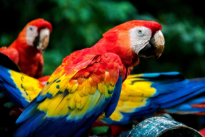 scarlet-macaws-copan-honduras-2026-03-24-15-05-11-utc scarlet macaws copan - Looking for Amazon Rainforest Animals?