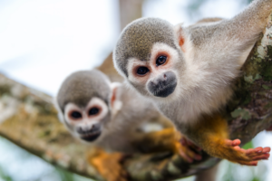 squirrel-monkeys-on-branch-in-tropical-rainforest-2026-03-09-03-25-10-utc squirrel monkeys on branch in tropical rainforest - Looking for Amazon Rainforest Animals?